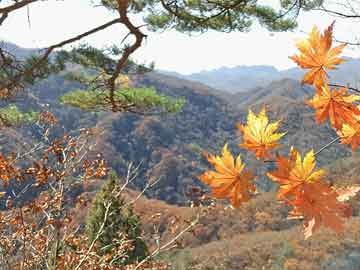 最新太阳能汽车价格概览与趋势分析